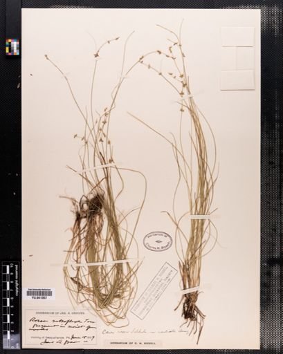 Carex radiata