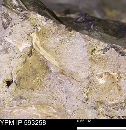 undet. Mollusca
