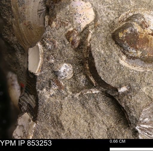 Protocardia?
