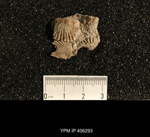 Plectorthis sp.
