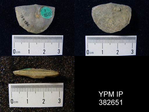 Strophonella sp.