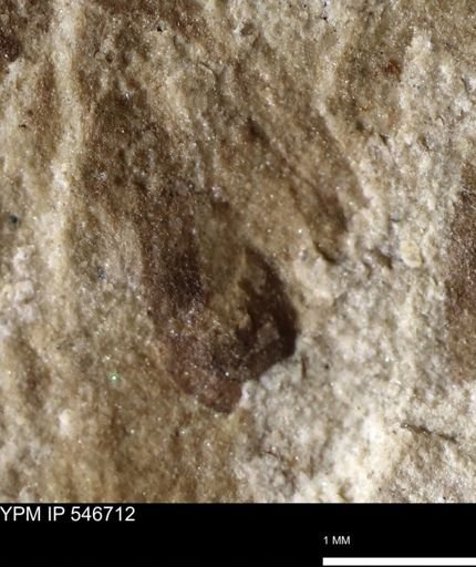 undet. Insecta