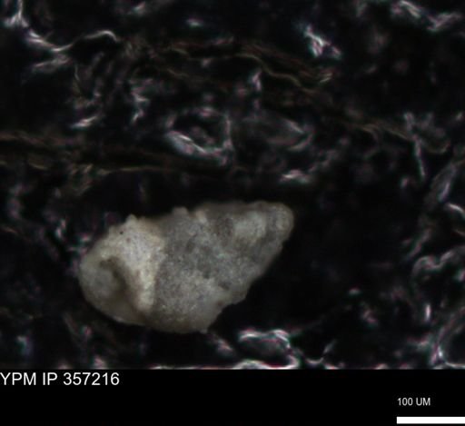 undet. Foraminiferida