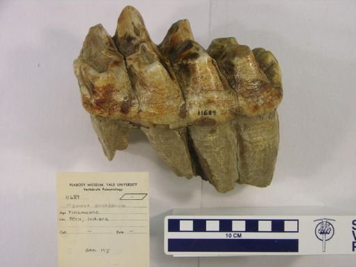 Mammut americanum
