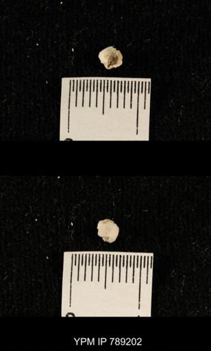 undet. Brachiopoda