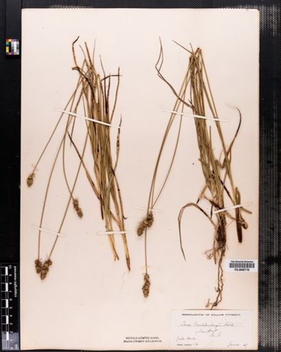 Carex muhlenbergii