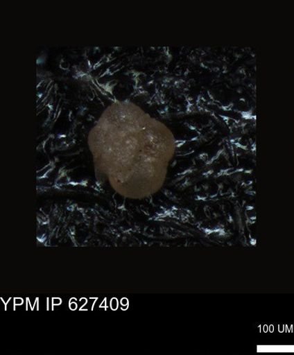 undet. Foraminiferida