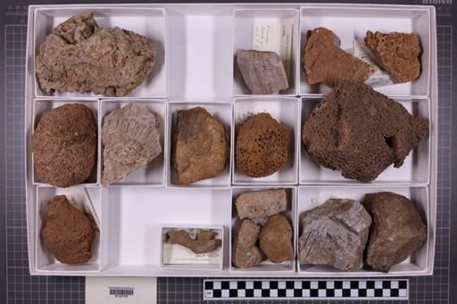 mixed taxa, stratigraphic collection