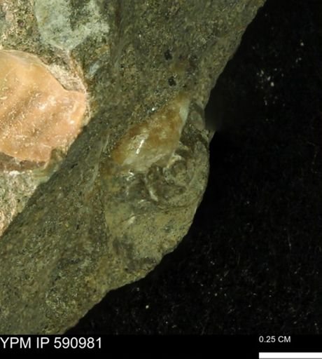 undet. Ammonoidea