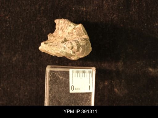Gastropoda
