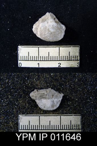 Marginifera cristobalensis