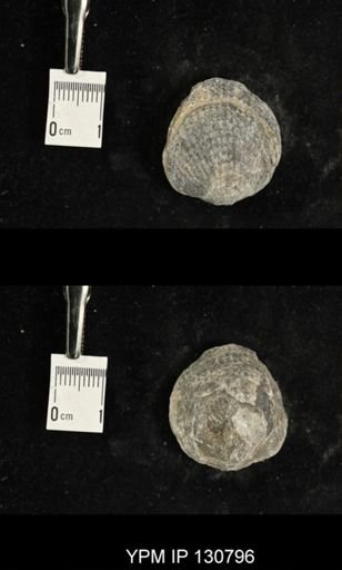 Spinatrypa spinosa