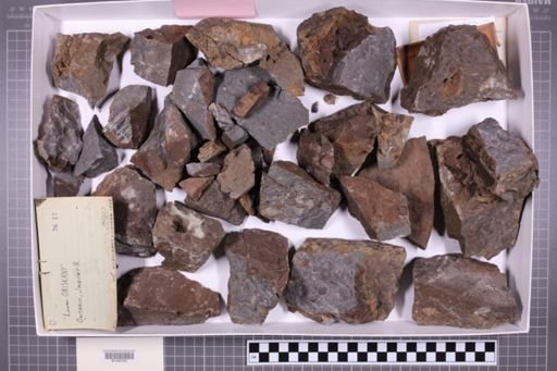 mixed taxa, stratigraphic collection