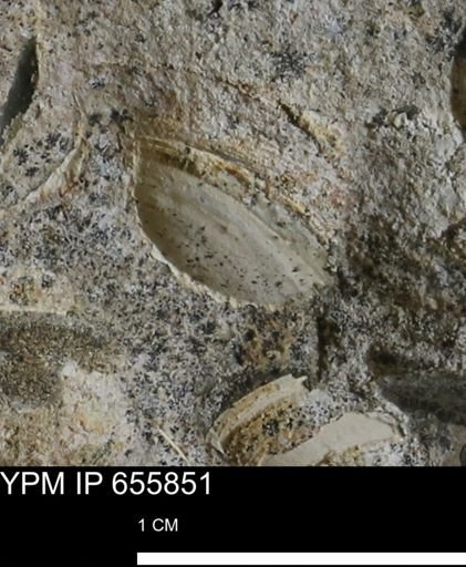 undet. Bivalvia