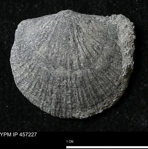 Stropheodonta erratica fissicosta