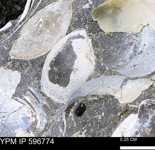 undet. Bivalvia