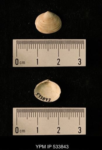 Macoma calcarea