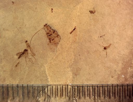 undet. Hymenoptera