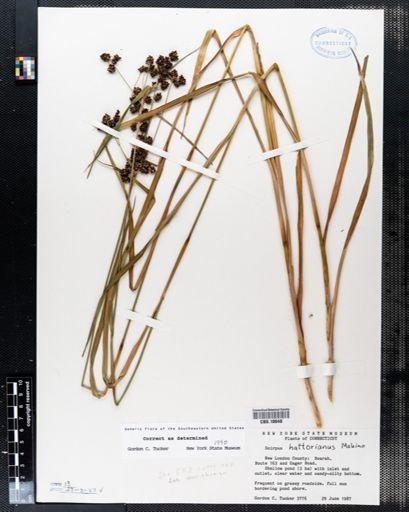 Scirpus hattorianus