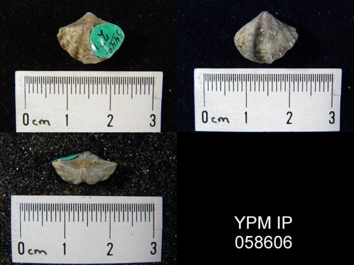 Megakozlowskiella perlamellosa
