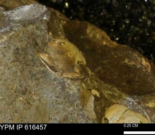 Protocardia subquadrata