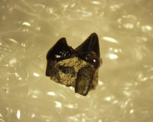 Pelycodus sp.