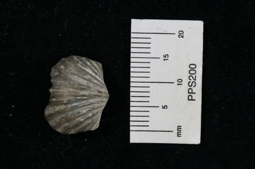 Platystrophia sp.