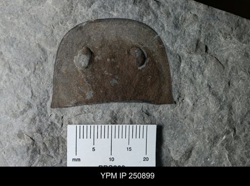 Eurypterus remipes lacustris