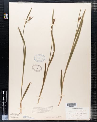 Scleria triglomerata