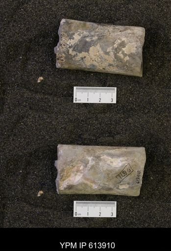 Baculites sp.
