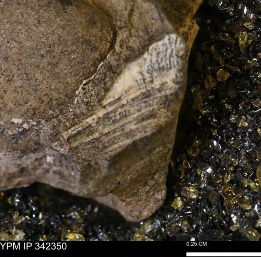 undet. Mollusca