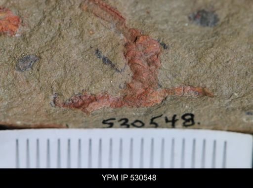 undet. Cornuta