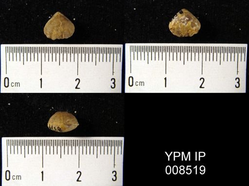Camarophoria wortheni