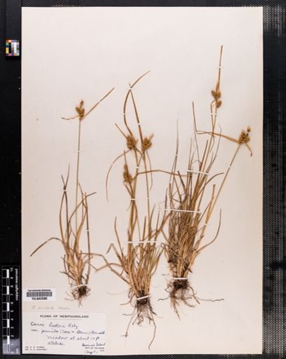 Carex viridula