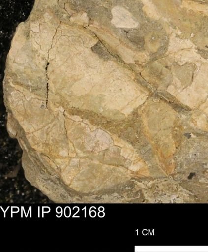 Baculites sp.