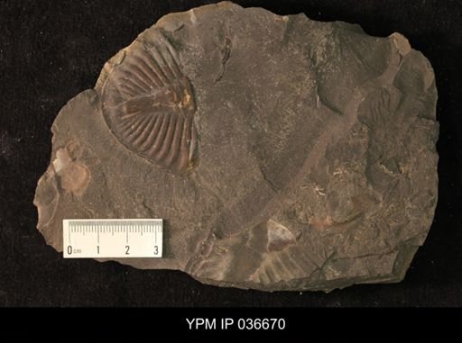 Pseudogygites sp.