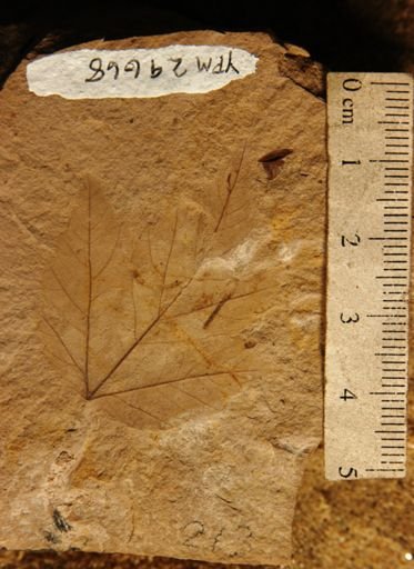 Acer glabroides