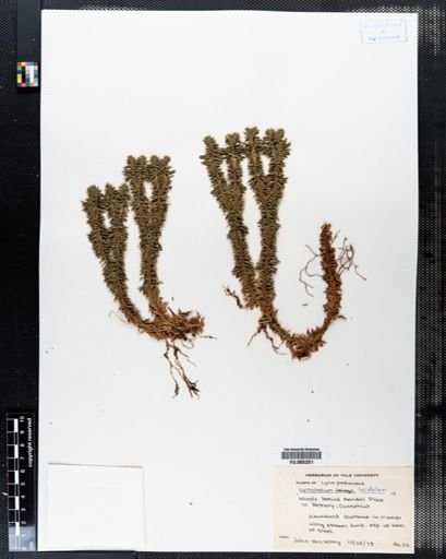 Lycopodium lucidulum