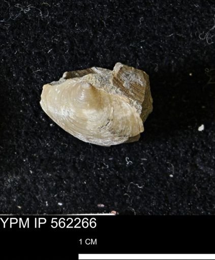 Limopsis striatopunctatus