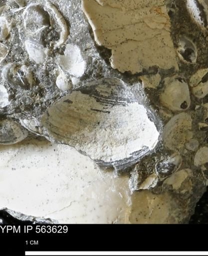 Limopsis striatopunctatus