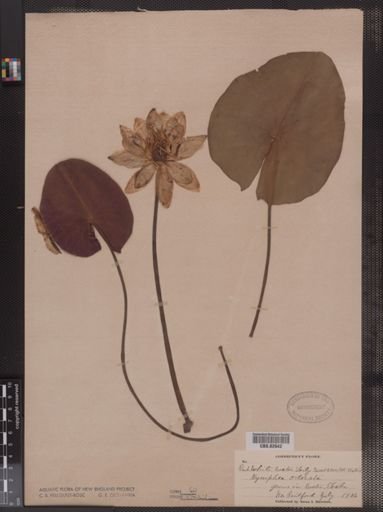 Nymphaea odorata