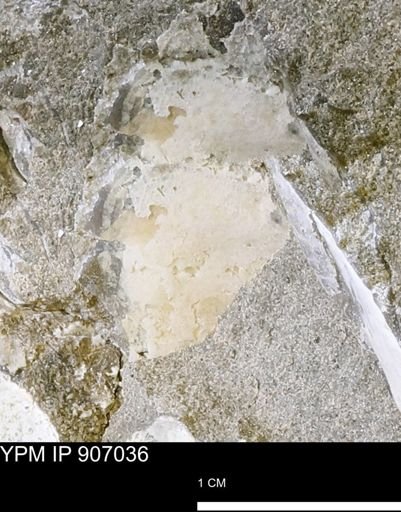 Pseudoptera sp.