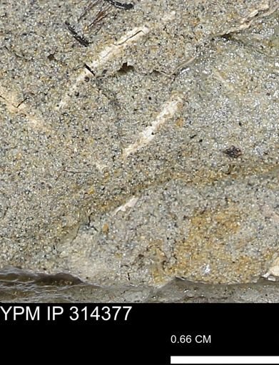 undet. Scaphopoda