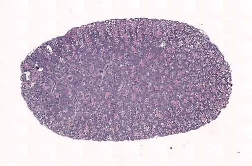 Rana clamitans