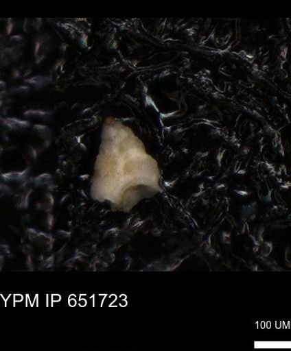 undet. Heterohelicidae