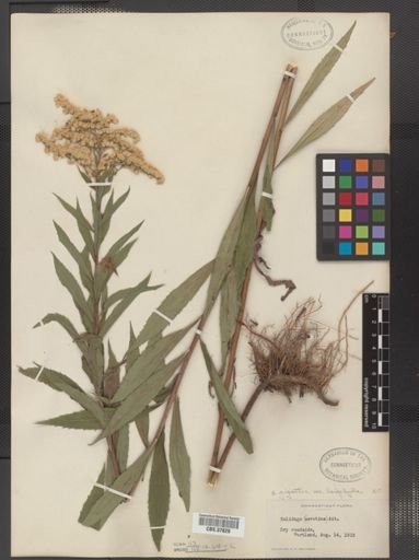 Solidago gigantea var. leiophylla