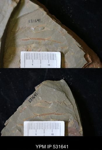 undet. Graptolithina