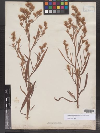 Symphyotrichum tradescantii