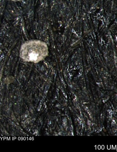 Involutina kiowensis