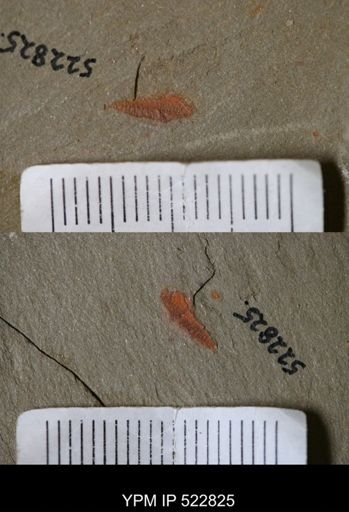 Chelicerata
